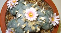 Lophophore cactus