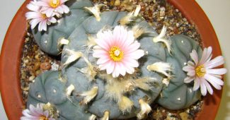 Cactus Lophophore