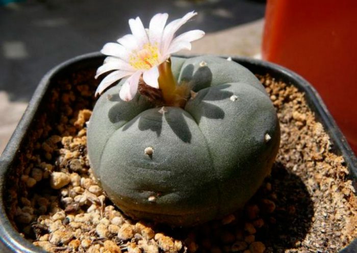 Lophophore kaktusz ellátás otthon