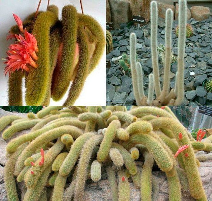 Cleistocactus care at home
