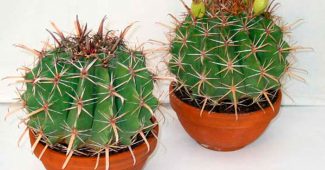 Ferocactus