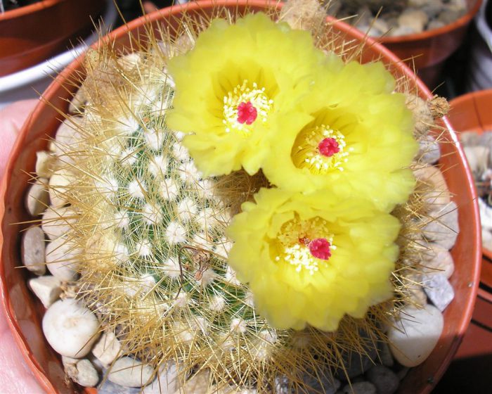 Caring for notocactus at home