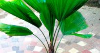Palmă Licuala