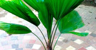 Licuala palm