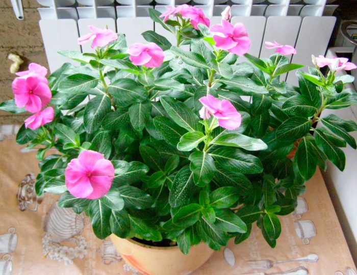 Caring for the catharanthus at home