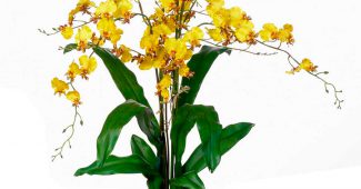 Oncidium