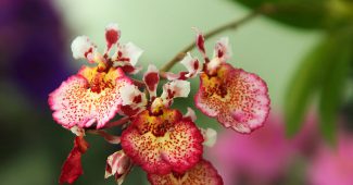 Tolumnia orkidé