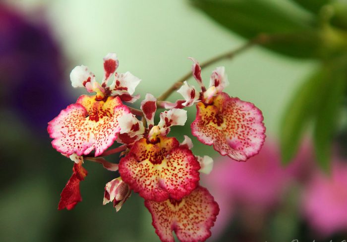Tolumnia orchid