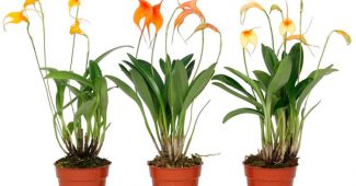 Masdevallia Orchidee