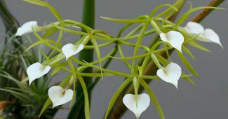 Brassavola orkidé