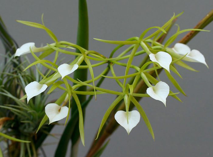 Brassavola orchidea