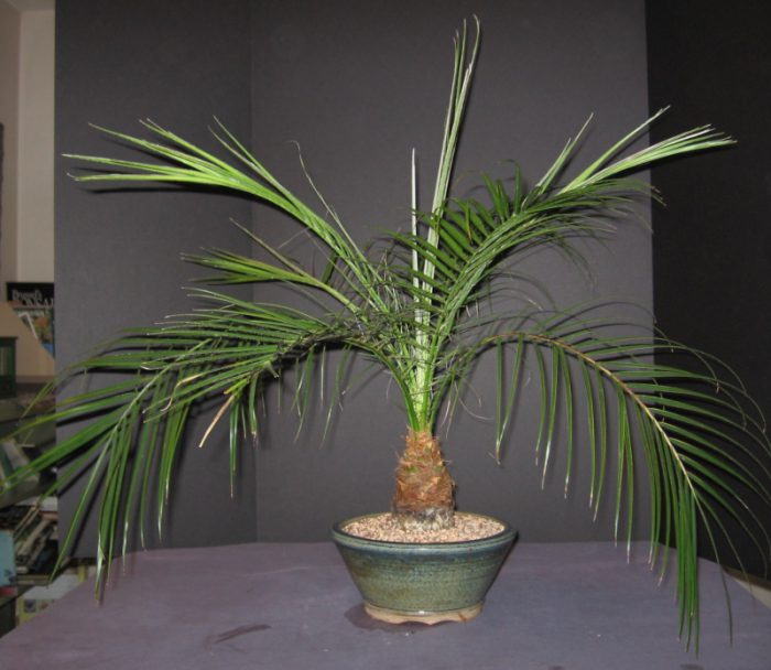 Phoenix palm care at home