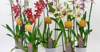 Orquídea cambria