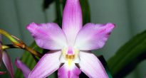 Lelia orchidea