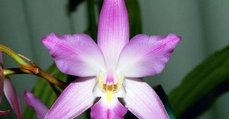 Lelia orkidé