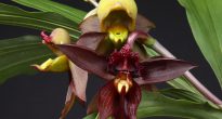 Orchidea katasztrófa