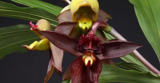 Orchid catasetum