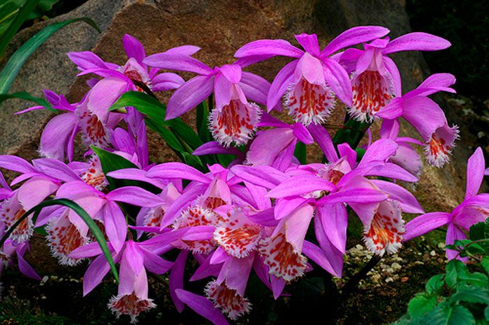 Orchidea playone