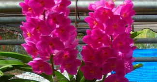 Ascocentrum orkidé