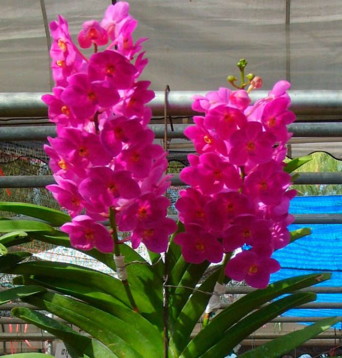 Ascocentrum orkidé