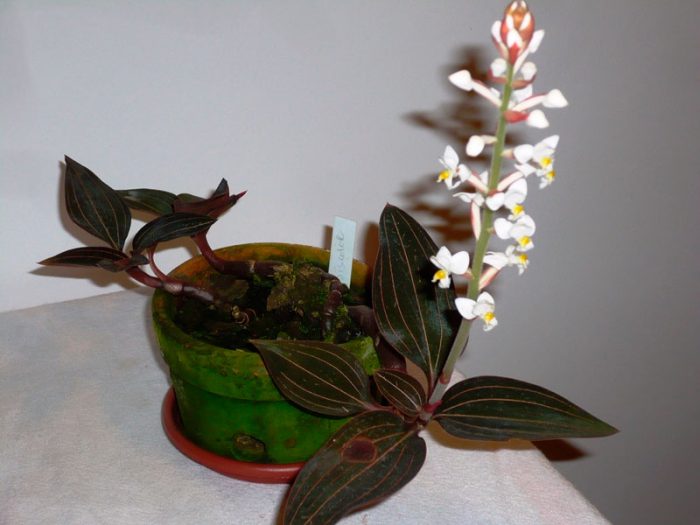 Ludisia orkidé