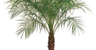 Palmă Phoenix