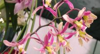 Orkidé encykler