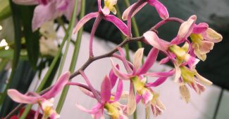 Orkidé encykler
