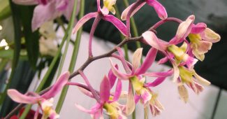 Encyclia orquídea