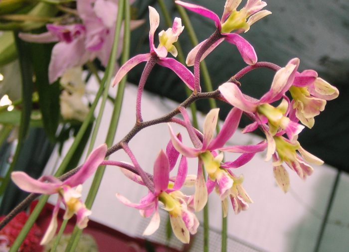 Orchidea enciklikák