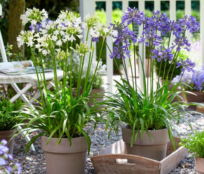 Agapanthus care at home