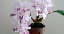 Aghanizia de orhidee
