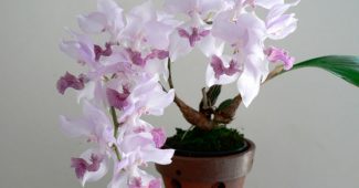 Orquídea aghanizia