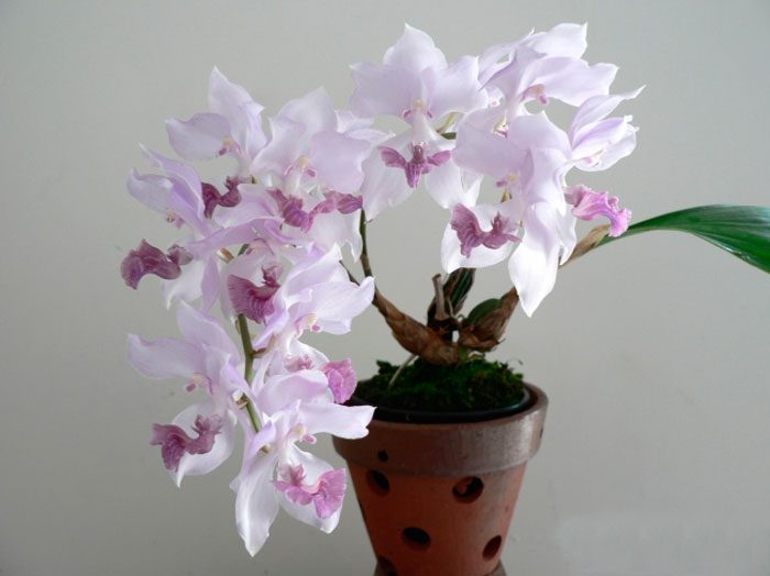 Orchid aghanizia