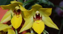 Byt ut orkidé