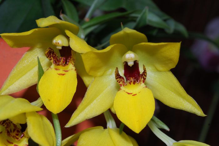 Exchange orchidea