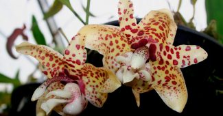 Stangopeya orkidé