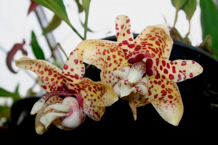 Stangopeya orchid