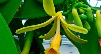 Orhideea Vaniliei (Vanilia Orchid)