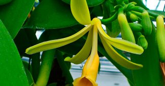 Vanilla Orchid (Vanilla Orchid)