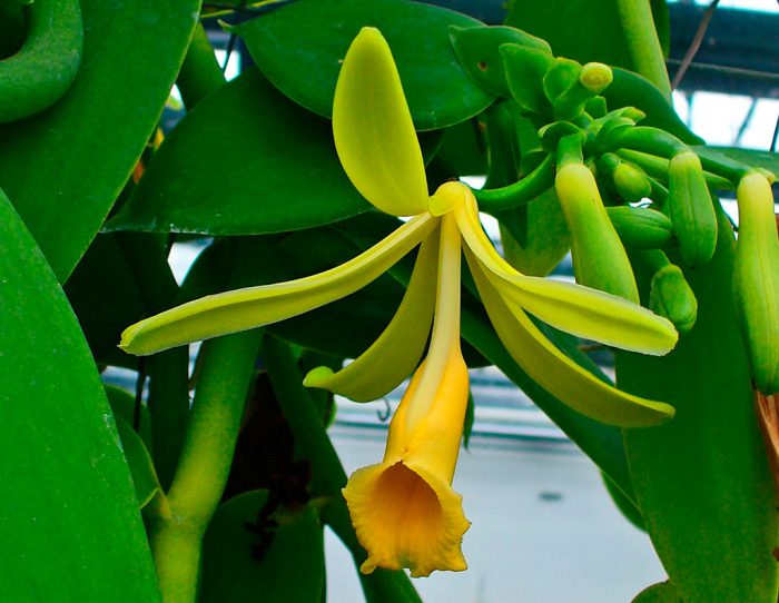Orhideea Vaniliei (Vanilia Orchid)