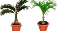 Gioforba - bottle palm