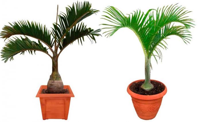 Gioforba - bottle palm