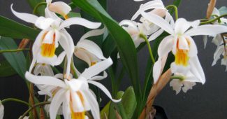 Cellogins orkidé