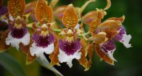 Orhideea Odontoglossum