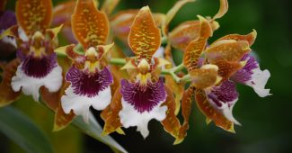 Orquídea Odontoglossum