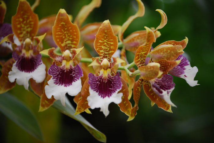 Orhideea Odontoglossum