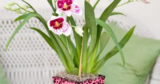 Miltonia orkidé