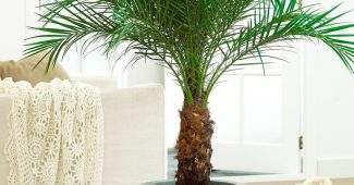 Inomhus palm
