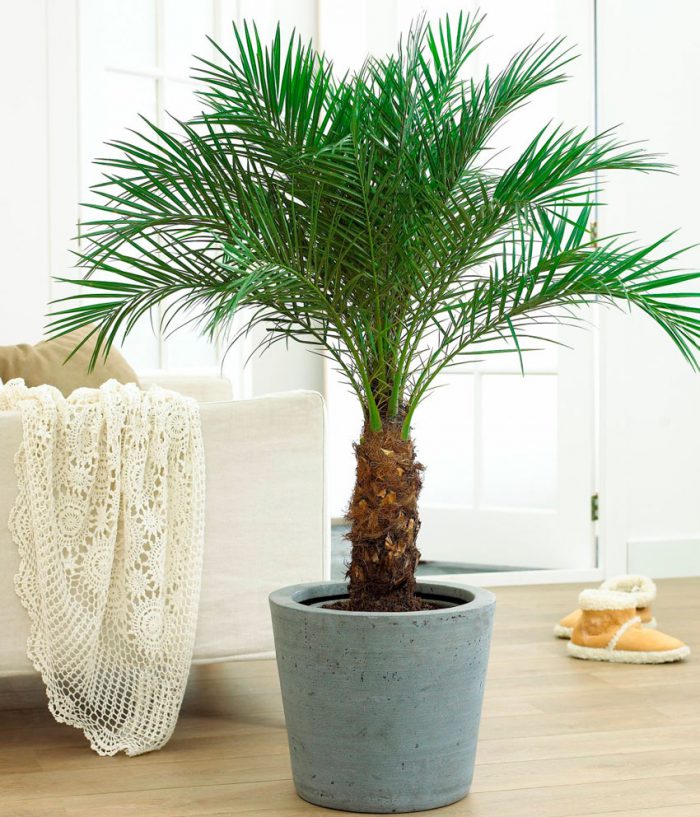Indoor palm